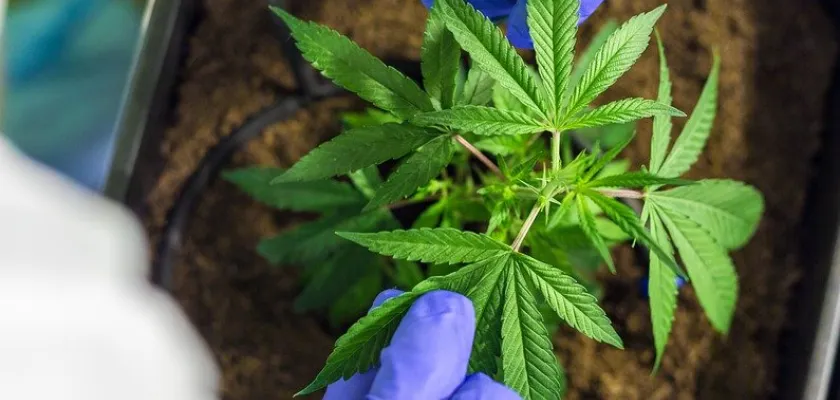 CBD Photo by Swiss Hempcare from https://www.swisshempcare.ch